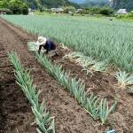 下仁田ねぎ畑 植え替え