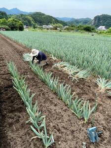 下仁田ねぎ畑 植え替え