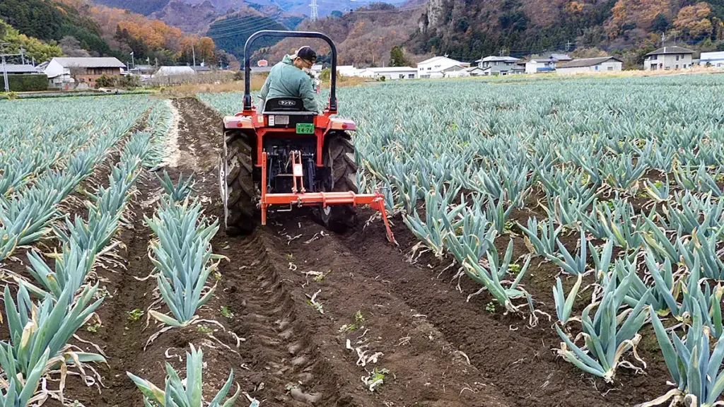 下仁田ねぎ畑 掘り採り