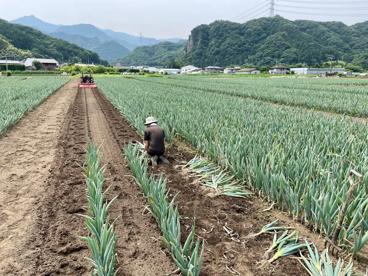 下仁田ねぎ畑 風乾