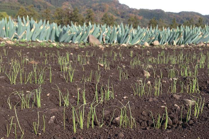 ①ヶ月 11月：発芽