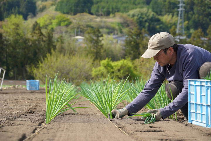 ⑥ヶ月 4月：春のねぎ植え（仮植）