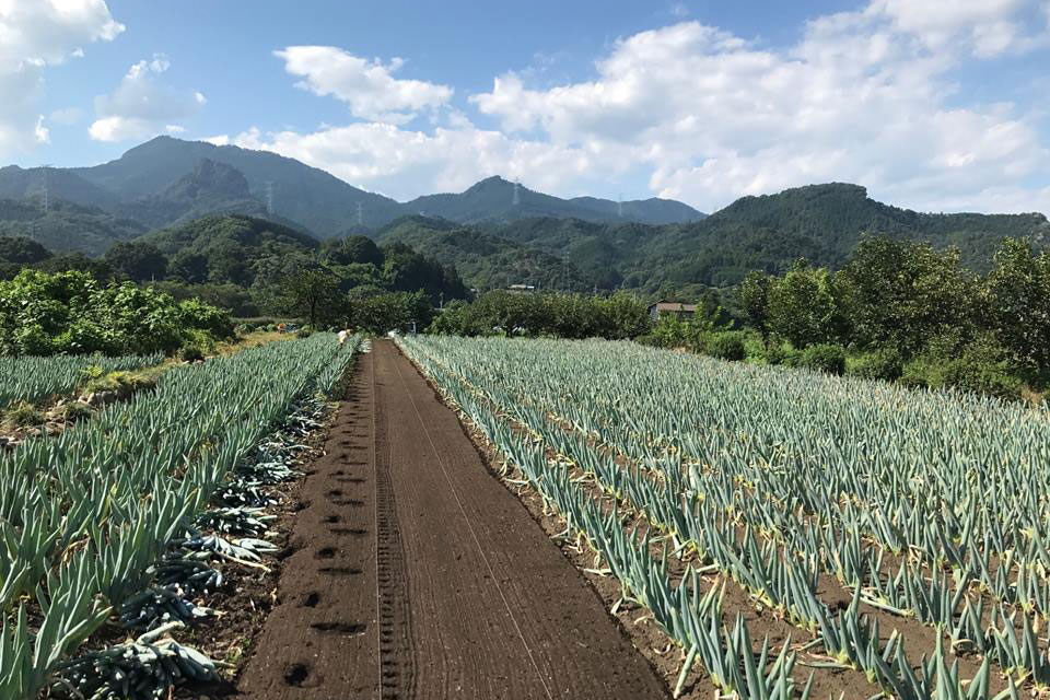 ⑨ヶ月 7月8月：夏の植え替え（本植）