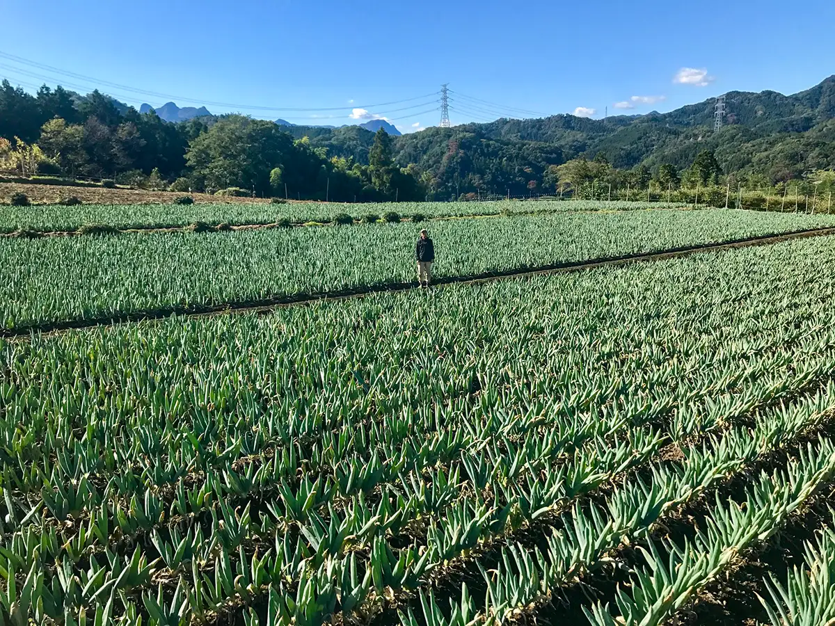 下仁田ねぎ畑