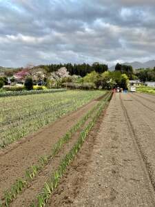 下仁田ねぎ畑植え替え