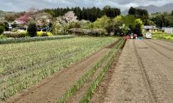 下仁田ねぎ畑植え替え