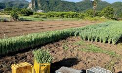 下仁田ねぎ畑植え替え