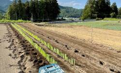 下仁田ねぎ畑植え替え