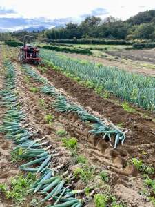 下仁田ねぎ畑 掘り採り