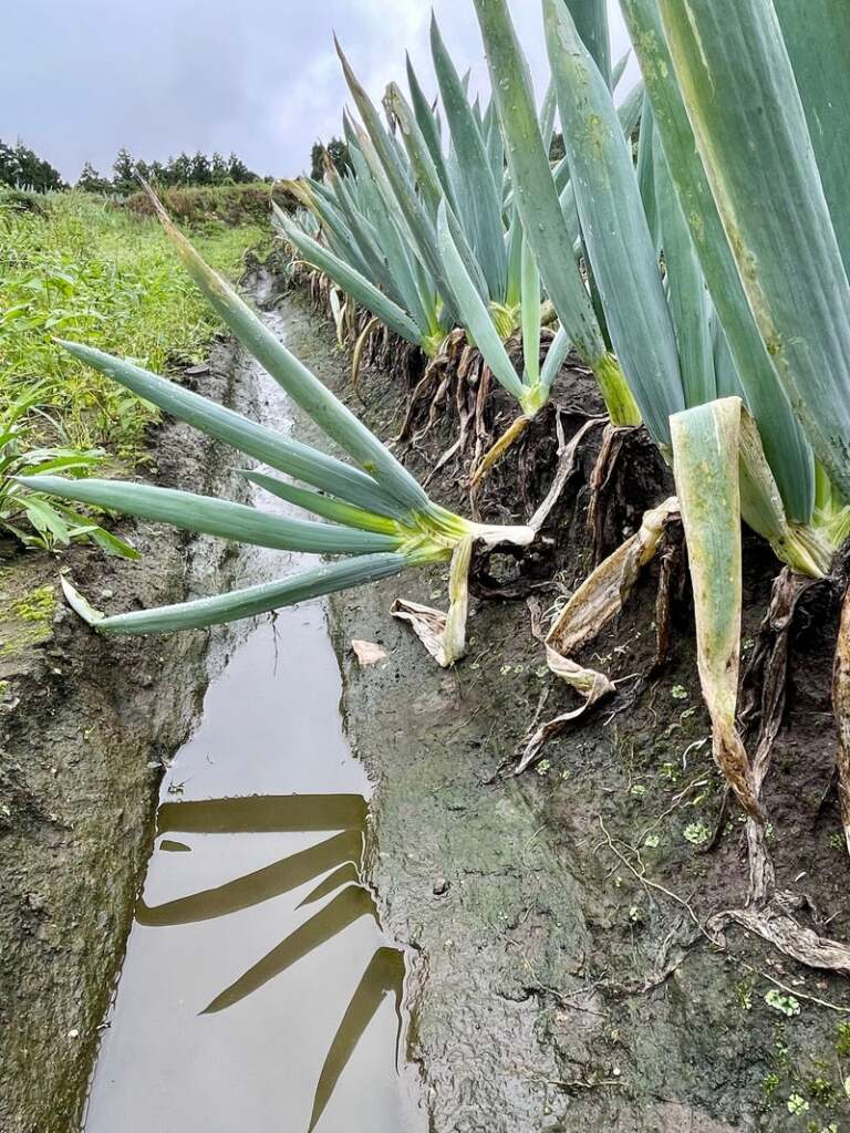 下仁田ねぎ 雨