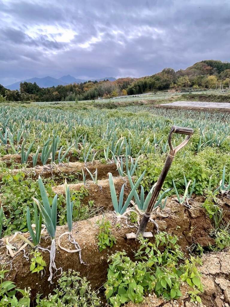 下仁田ねぎ畑