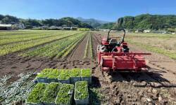 下仁田ねぎ畑植え替え