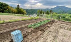 下仁田ねぎ畑植え替え