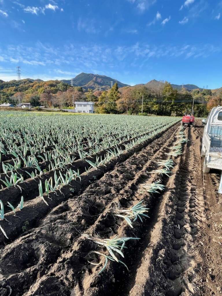 下仁田ねぎ 収穫（風乾）