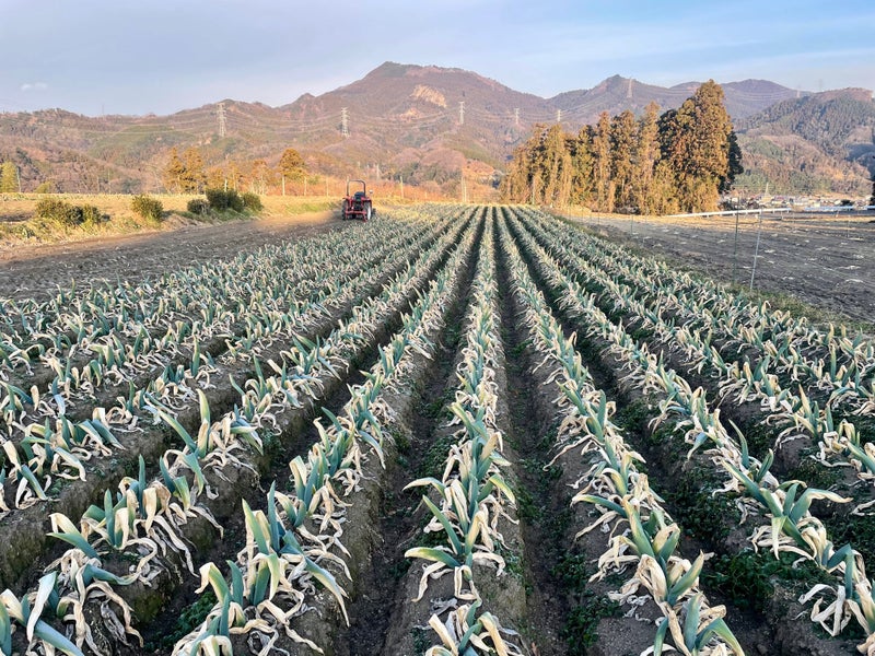 厳冬期の本場・下仁田ねぎ