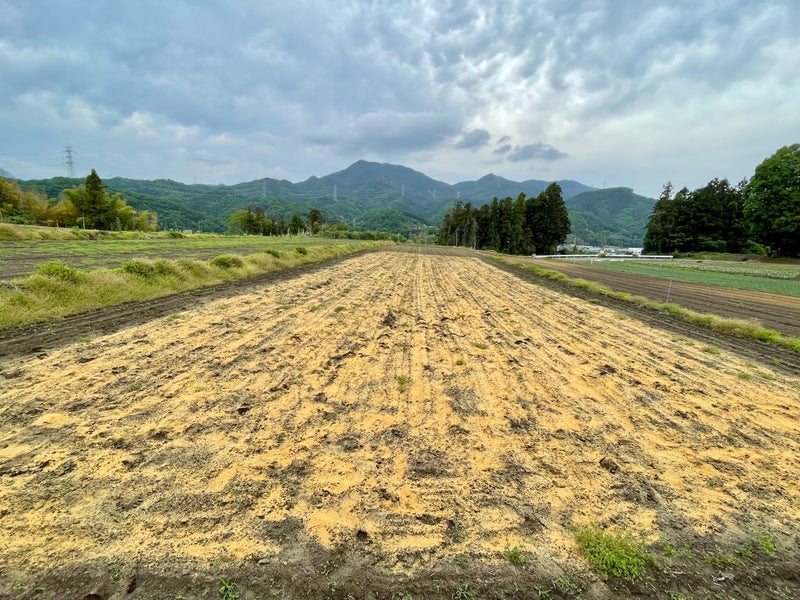 残り半分の下仁田ねぎ畑